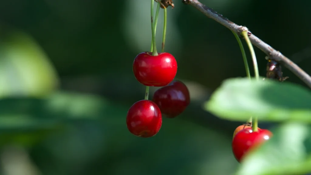 Health Benefits of Cherries - Fittobeat