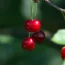 Health Benefits of Cherries - Fittobeat